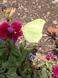  Brimstone