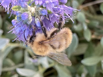 Common carder bee