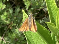 Essex Skipper