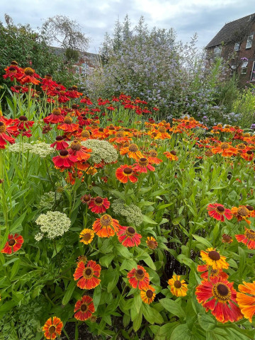 Flowers in the central bed at the Rec