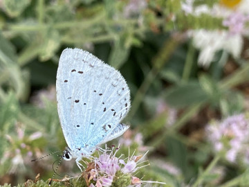 Holly blue