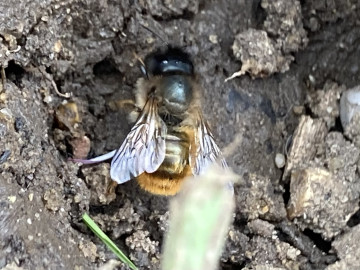 Mining (red mason) bee