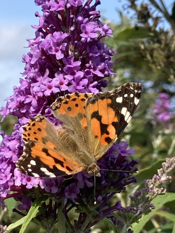 Painted lady butterfly