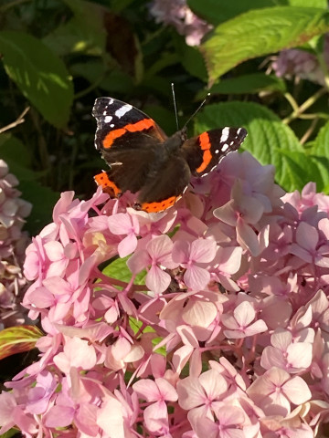  Red Admiral