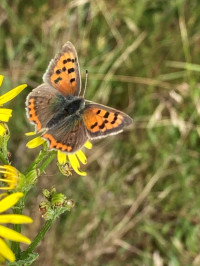 Small copper